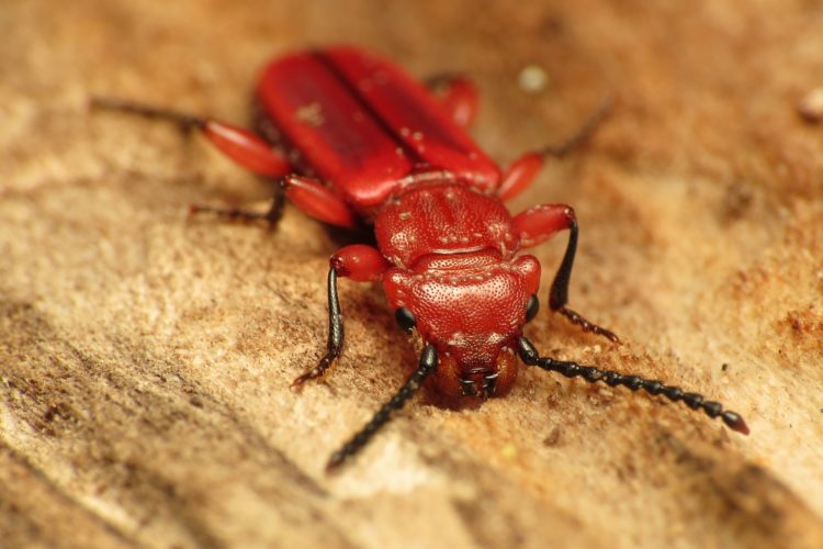 Red flat bark beetle