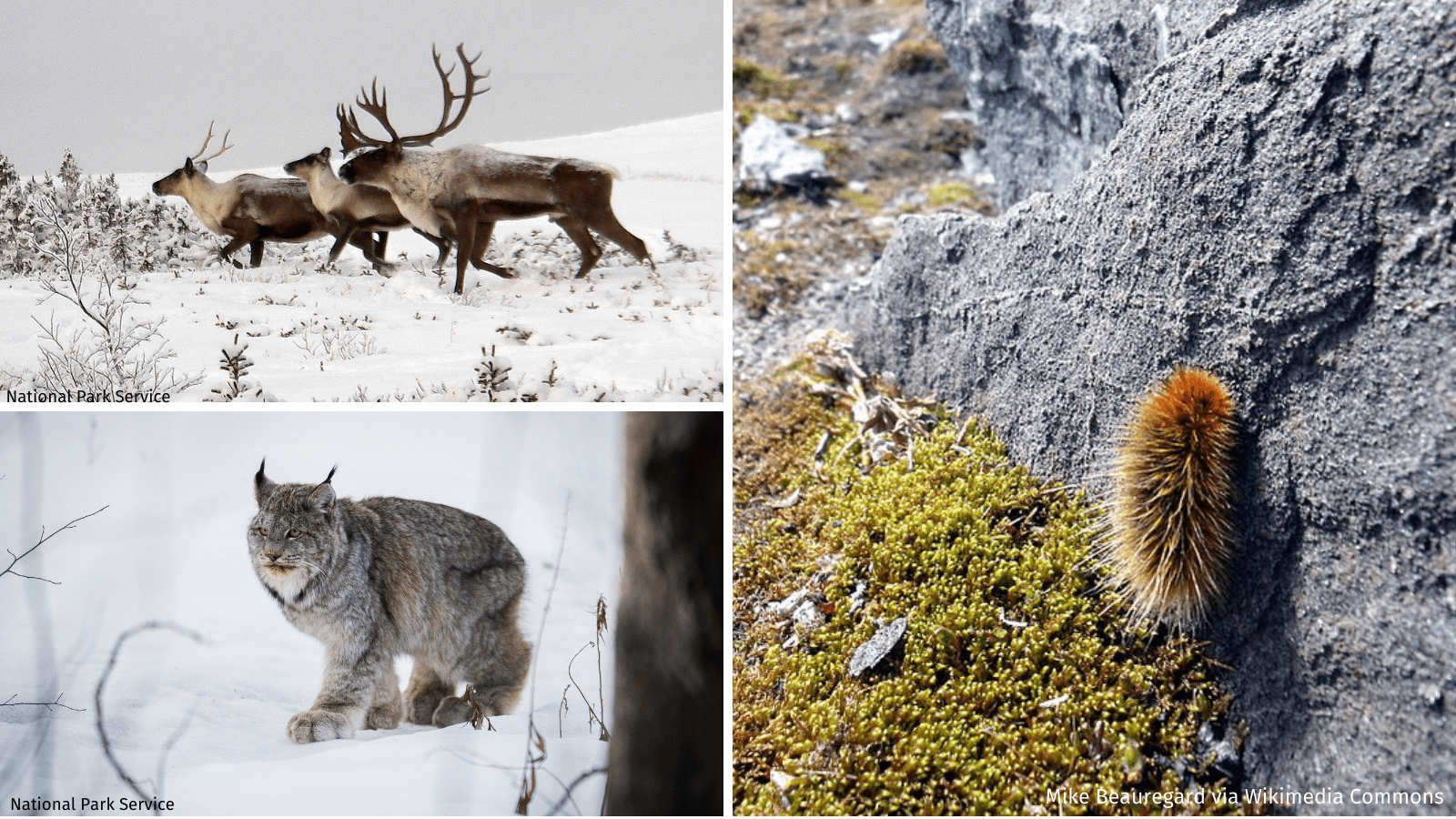 winter wildlife collage
