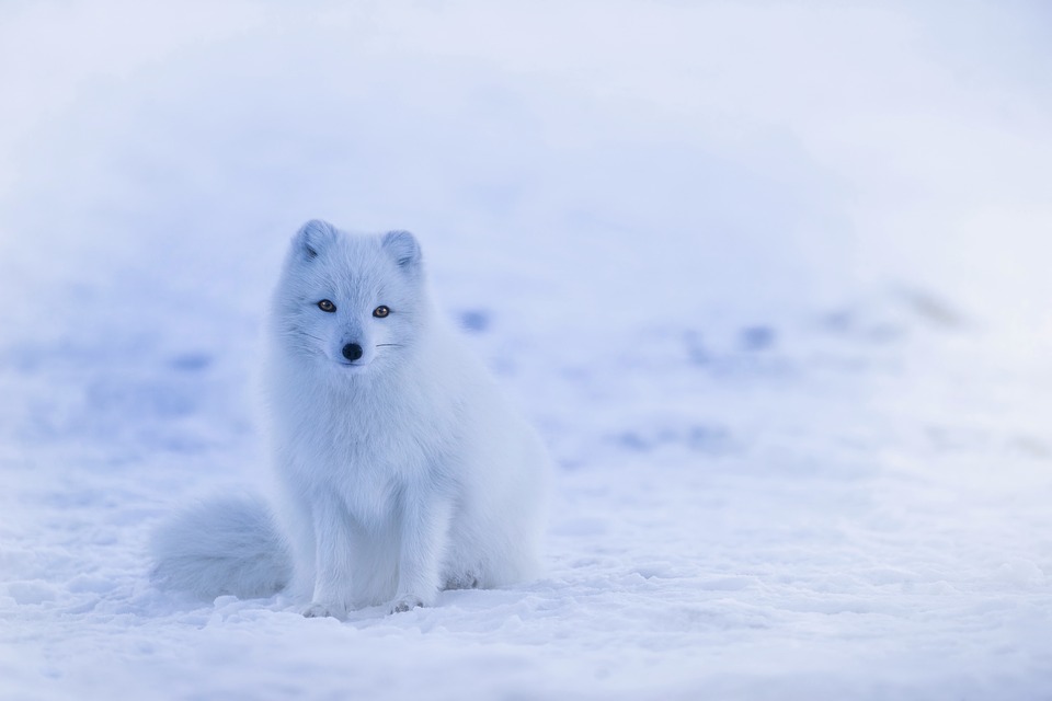 Top 10 Winter Warriors The National Wildlife Federation Blog The