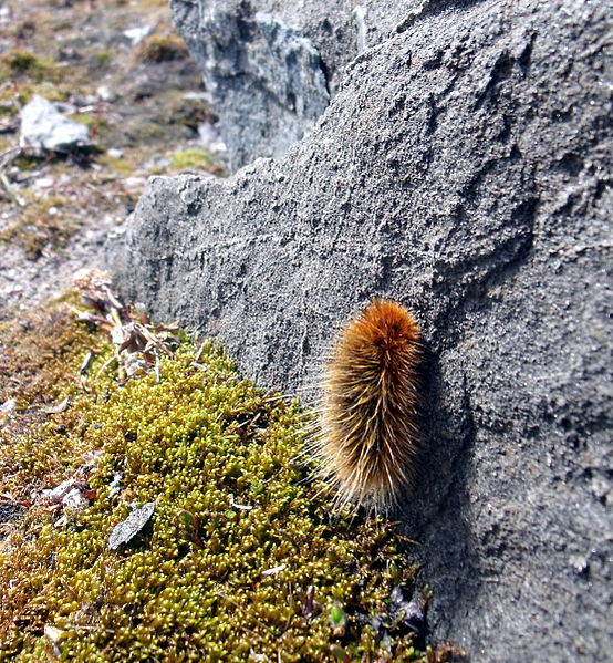 Arctic woolly bear moth caterpillar