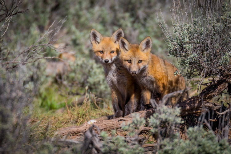 young red foxes