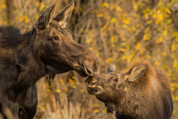 Moose are a highlight of the recently designated Katahdin Woods & Waters National Monument. Photo by Matt Dirksen, NWF.