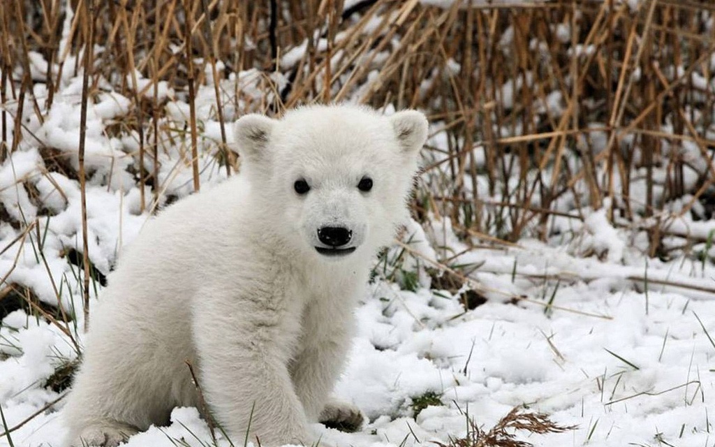 Top 10 Winter Warriors - The National Wildlife Federation Blog