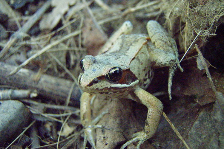 wood frog