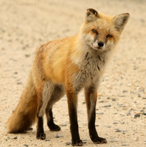 Curious Fox at Bombay Hook NWR