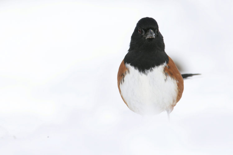 Eastern Towhee by Hal and Kirsten Snyder