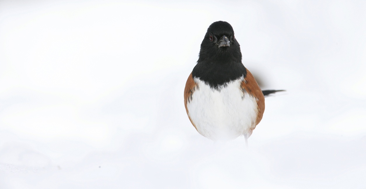 Eastern Towhee by Hal and Kirsten Snyder