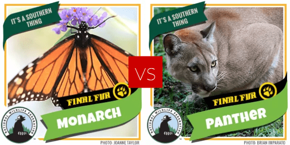 FF Round 2 - monarch panther