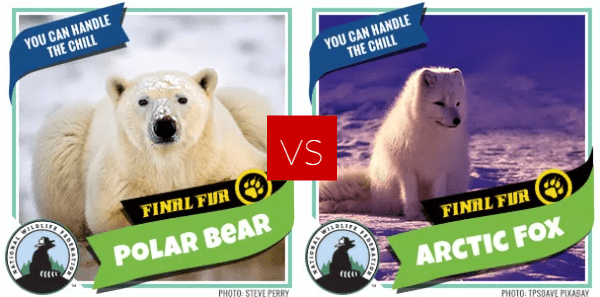 FF Round 2 - polar bear arctic fox