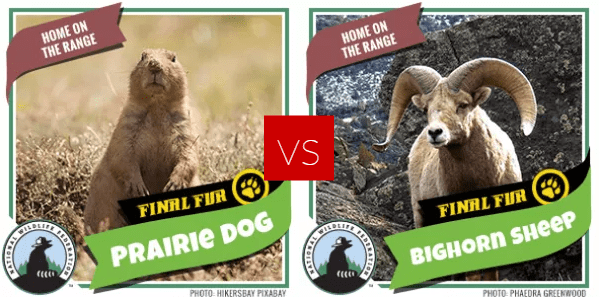 FF Round 2 - prairie dog bh sheep