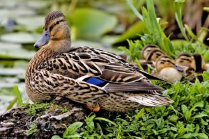 Mallards can be found in small ponds and wetlands. Photo from Alan D. Wilson