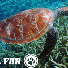 Vote in the National Wildlife Federation's Final Fur!