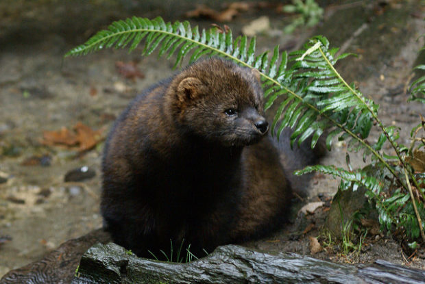Fishers are members of the weasel family found in woodlands. Photo by USFWS Pacific Southwest Region.