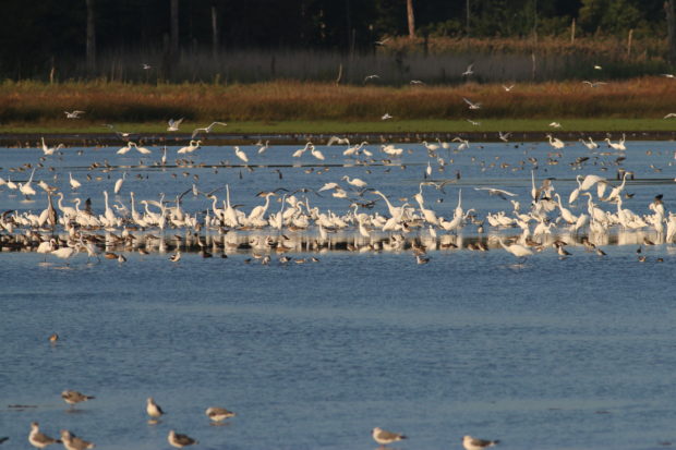 Hundreds of birds forage for fish in a coastal impoundment at Little Creek Wildlife Area.