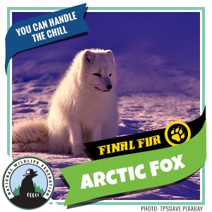 NWF_FinalFur_Card_Cold_ArcticFox