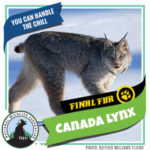 NWF_FinalFur_Card_Cold_CanadaLynx