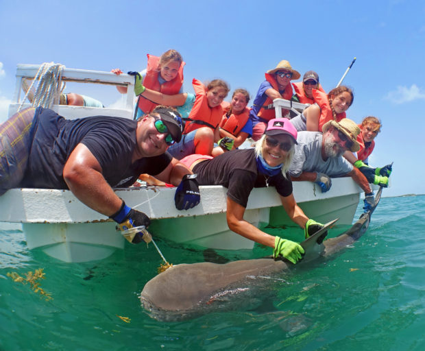 8 foot bull shark tagged during Sharks4Kids & Seacamp STEM program- Credit: Duncan Brake