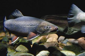 Eastern brook trout image via Pixabay