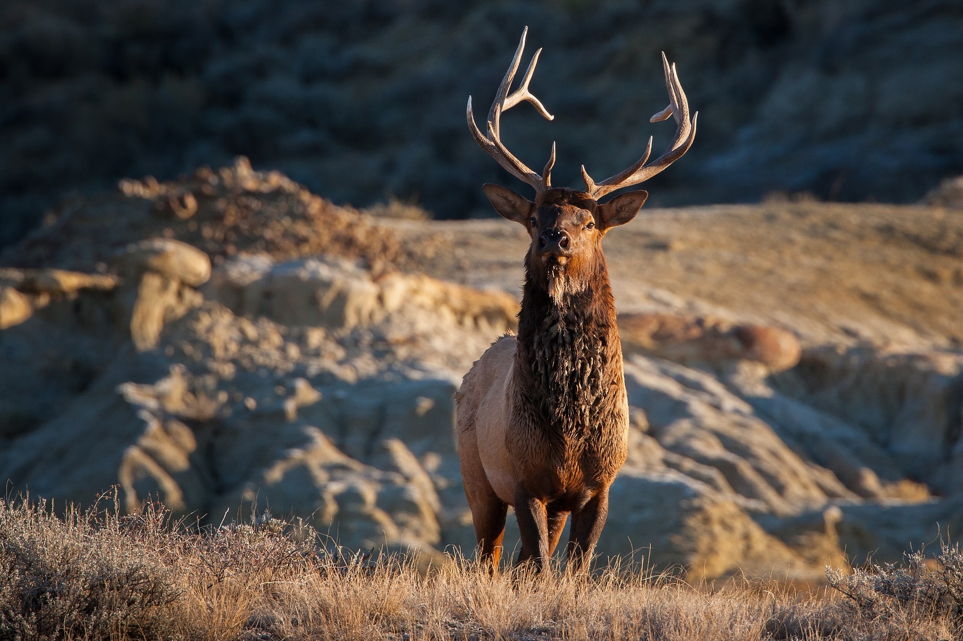 Elk. Photo By: Pixabay