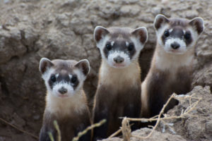 Protections for wildlife like black footed ferrets, once on the brink of extinction, would be at risk from the proposed budget cuts and decreased wildlife conservation funding.