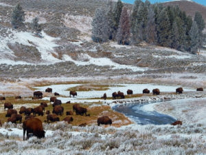 Bison grazing in Yellowstone National Park, one of America's great public lands.