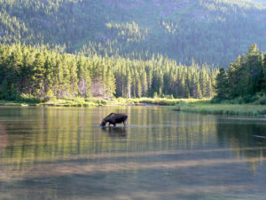 Climate mitigation and clean water restoration efforts are both critical in ensuring the survival of America's moose population.