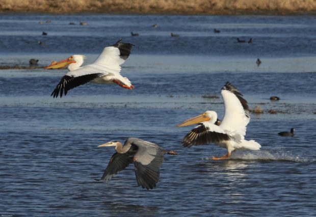 Prairie pothole wetlands in the US provide habitat for 40 species of breeding waterbirds, including American white pelicans and herons. Photo by Marcia Owens.
