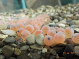 Rainbow trout eggs in an aquarium