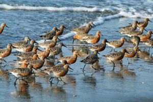 Red Knots depend on Delaware Bay beaches that are vulnerable to coastal storms, sea level rise, and erosion. Photo by Dick Daniels.