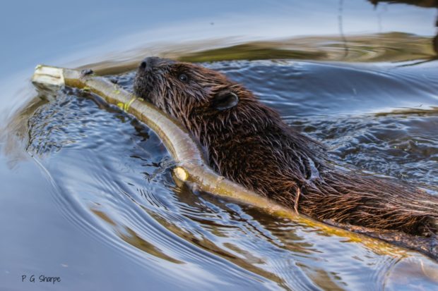 Beaver - photo by Paul Sharpe