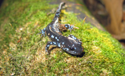Riparian areas provide critical habitat to a number species vulnerable to climate change, like the Blue-spotted salamander. Photo by Greg Schechter/Flickr