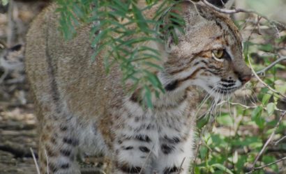 In highly modified landscapes, riparian corridors can aid in the movement and dispersal of wide-ranging species, like the bobcat, that travel regularly between habitats. Photo by Jay Phagan/Flickr