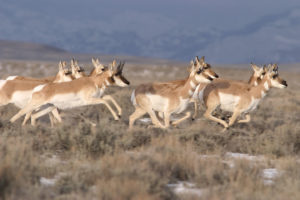 pronghorn, running, winter range, Pinedale. Photo Credit: USDA