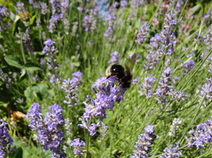 Bumblebee - Megan O'Donald photo