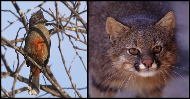 Several endangered species live in this ecosystem, including the Peruvian plantcutter (Phytotama raimondii) and Pampas Cat (Leopardus colocolo). Photo credit: Jorge Montejo (left) and Fabio Colombini (right).