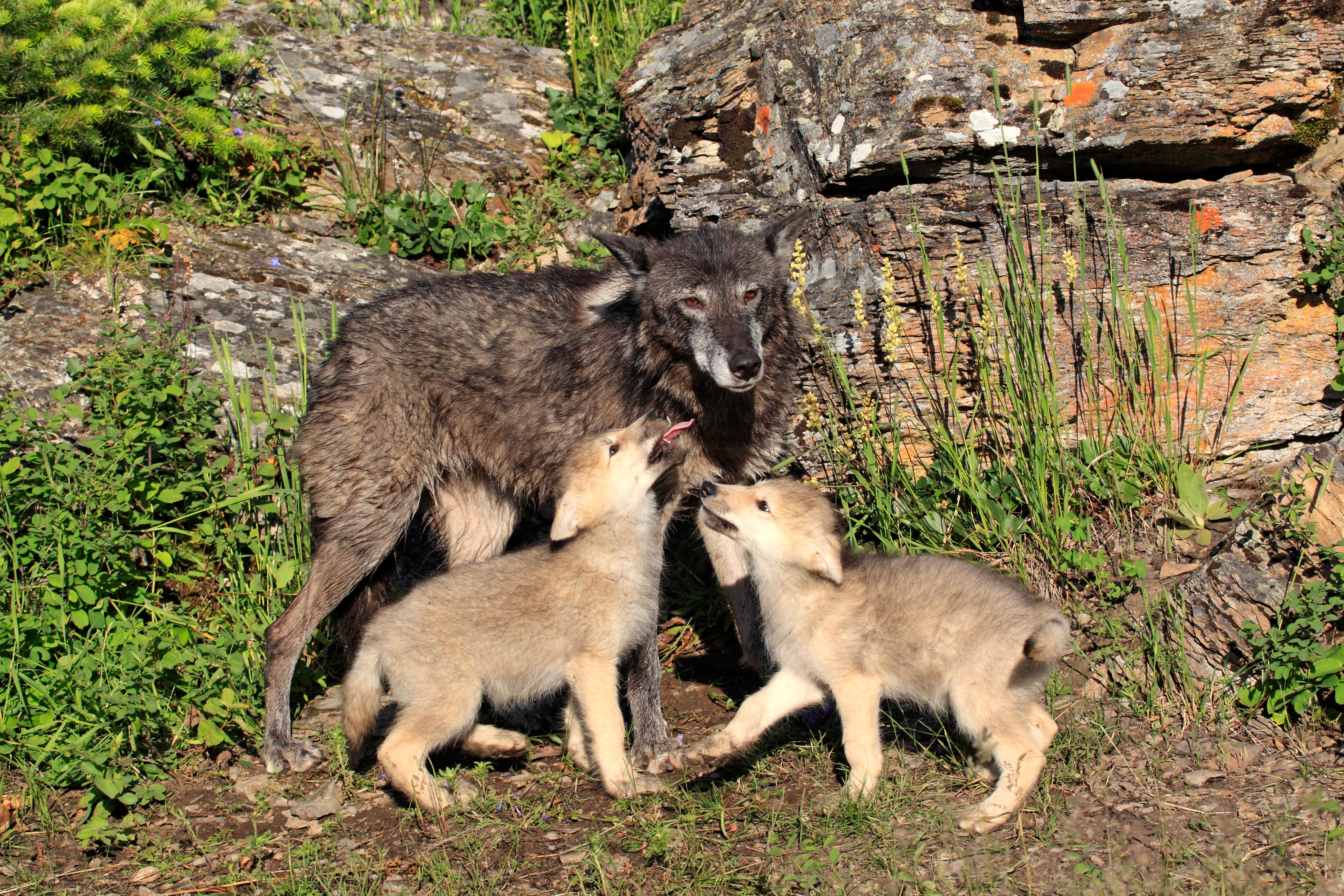 Wolf and two pups. Photo Credit: imageBROKER / Alamy Stock Photo