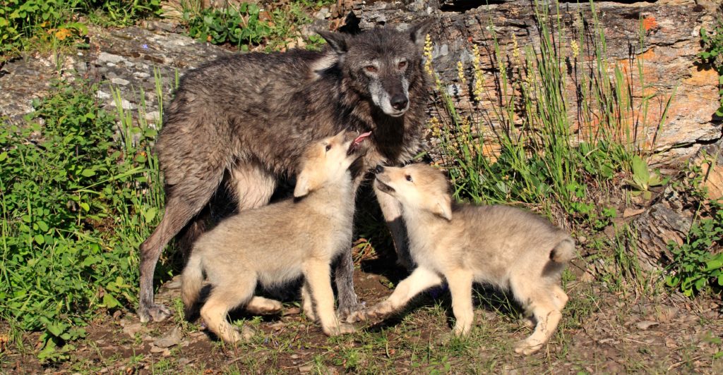 wolf and two pups