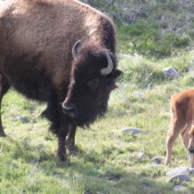 Bison and Calf. Credit :Richard J. Baldes.