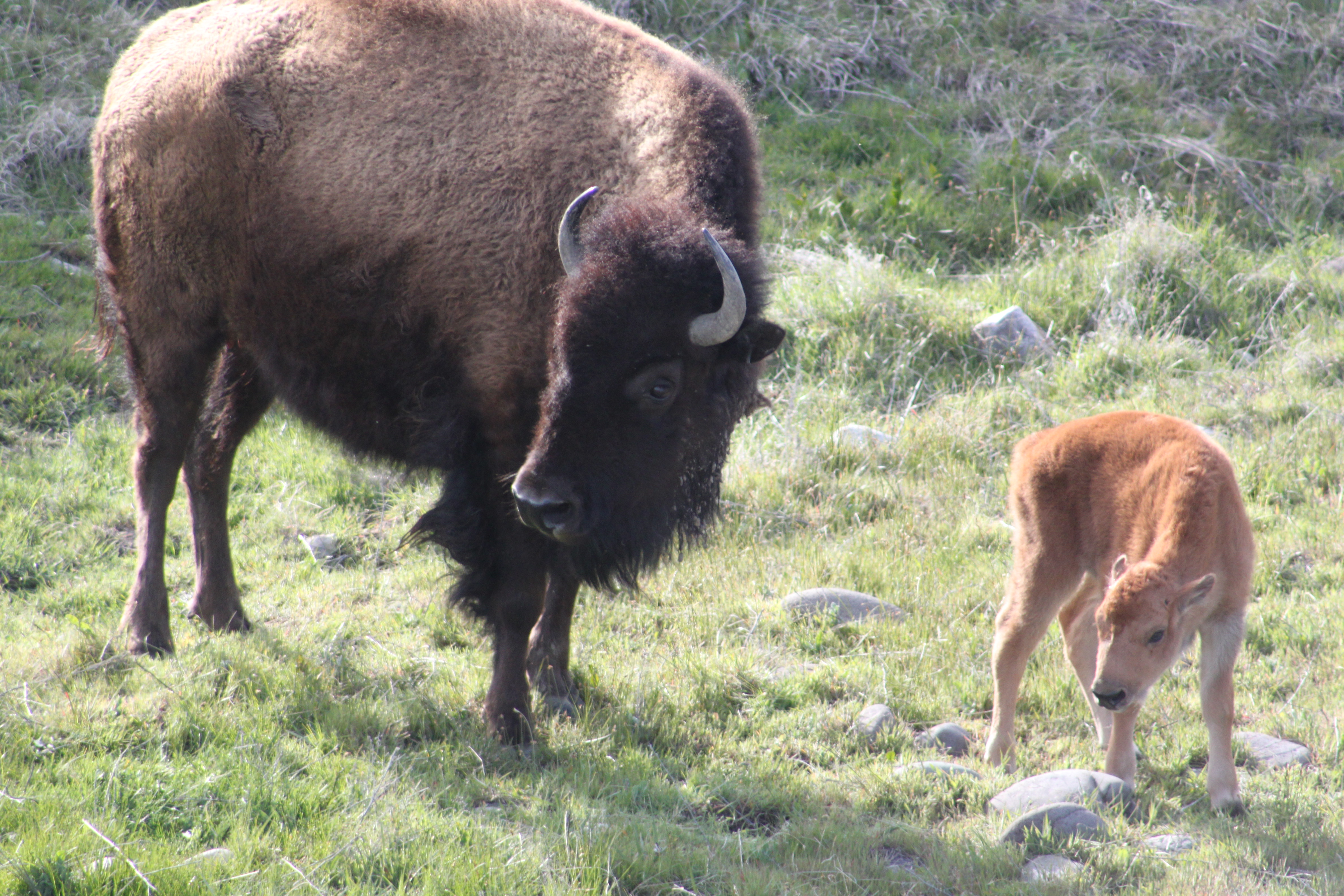 Bison and Calf. Credit :Richard J. Baldes.