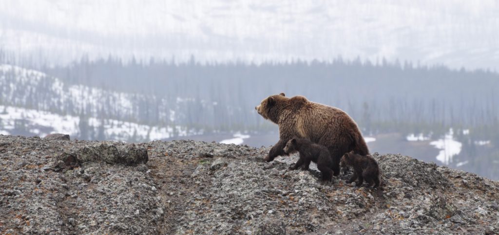 grizzly bear and cub