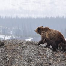 grizzly bear and cub