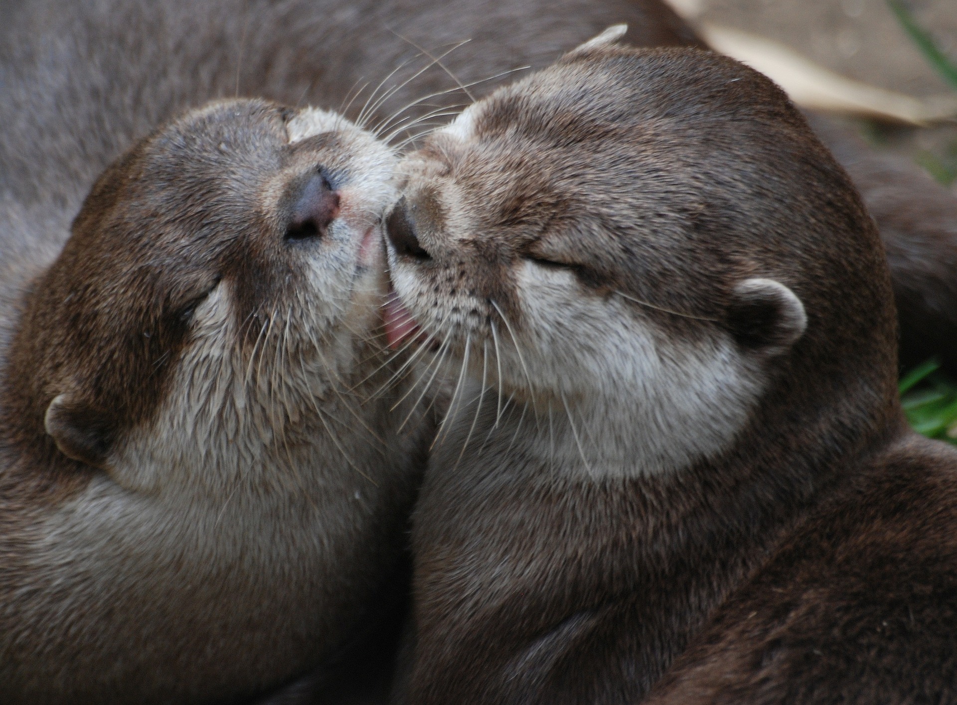 Otters. Phot Credit: Pixabay
