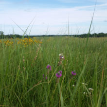 Prairie