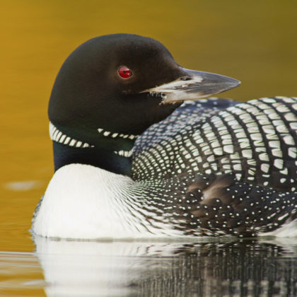 Loons And Turtles And Cranes Oh My >> Let S Not Lose This Magical Place For Moose And Loon The National Loons And Turtles And Cranes Oh My >> Let S Not Lose This Magical Place For Moose And Loon The National