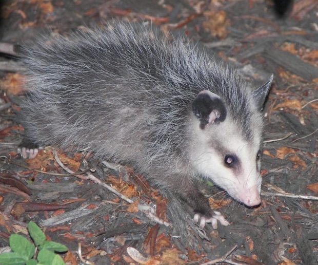 Opossums: Unsung Heroes in the Fight Against Ticks and Lyme Disease ...