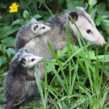 opossum and young