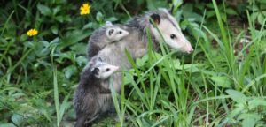 opossum and young