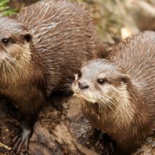 river otter pair