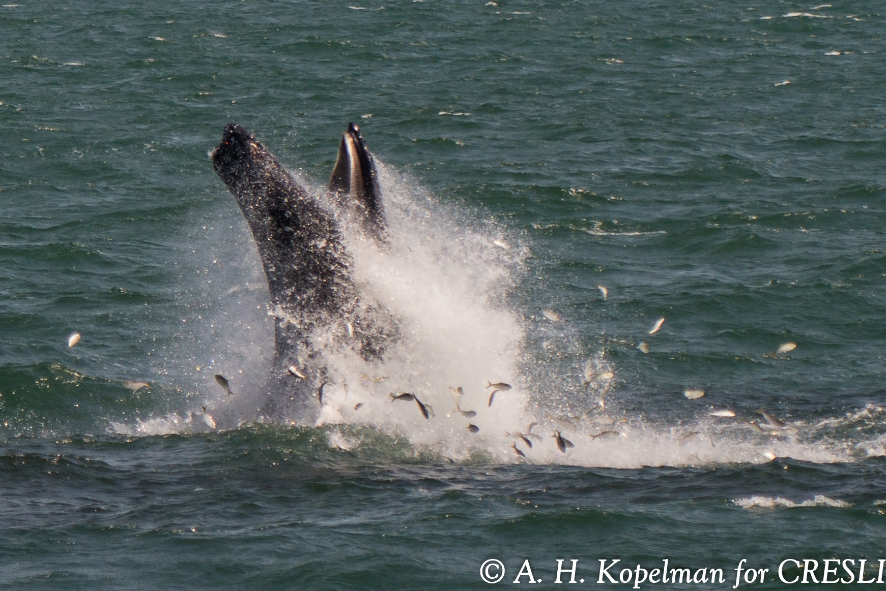 Atlantic Menhaden: A Feast for Whales - The National Wildlife ...