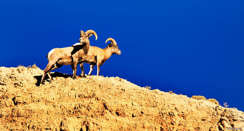 Bighorn sheep photo by Beth Stewart